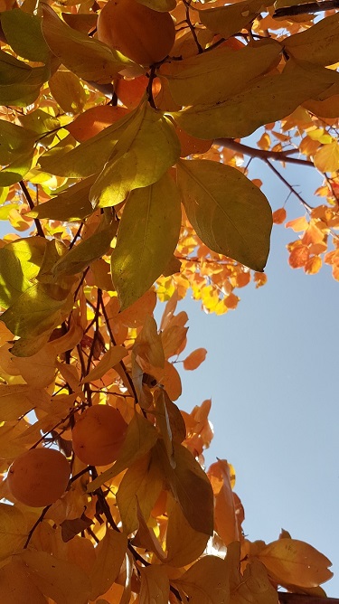 Daphne drinkt thee herfstblad en fruit