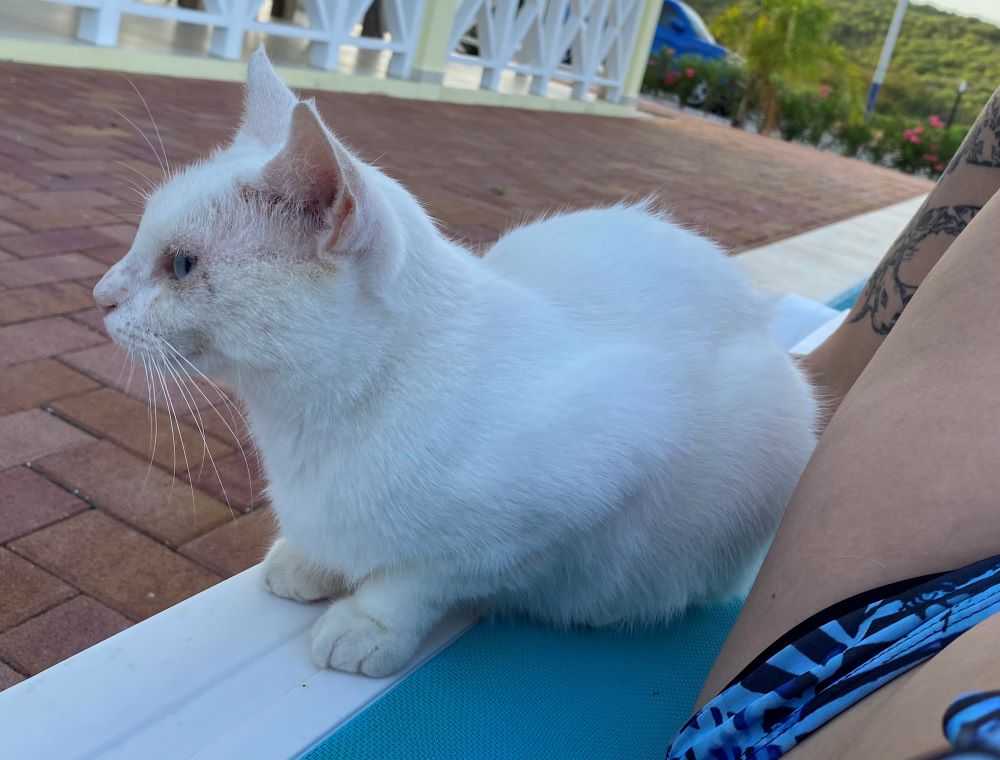 Emigratie Claudia Stinne curacao - Nieuwe aanloop witte kat